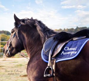 élevage de chevaux dans le massif central