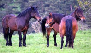 élevage de chevaux dans le massif central