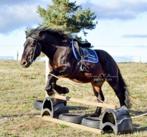 ecir auvergne PP élevage de chevaux dans le massif central