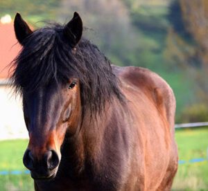 ecir élevage de chevaux en auvergne étalon race auvergne