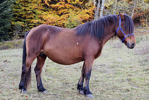 serena-pouliniere élevage de chevaux en auvergne