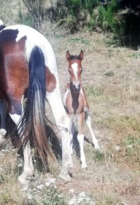 metisse élevage de chevaux pie en ardèche