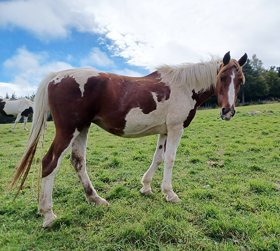 roxane-jaille élevage de chevaux pie en haute loire