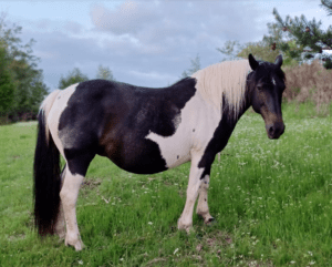 élevage de chevaux de couleur en auvergne