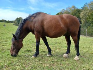 utwo élevage de chevaux en auvergne