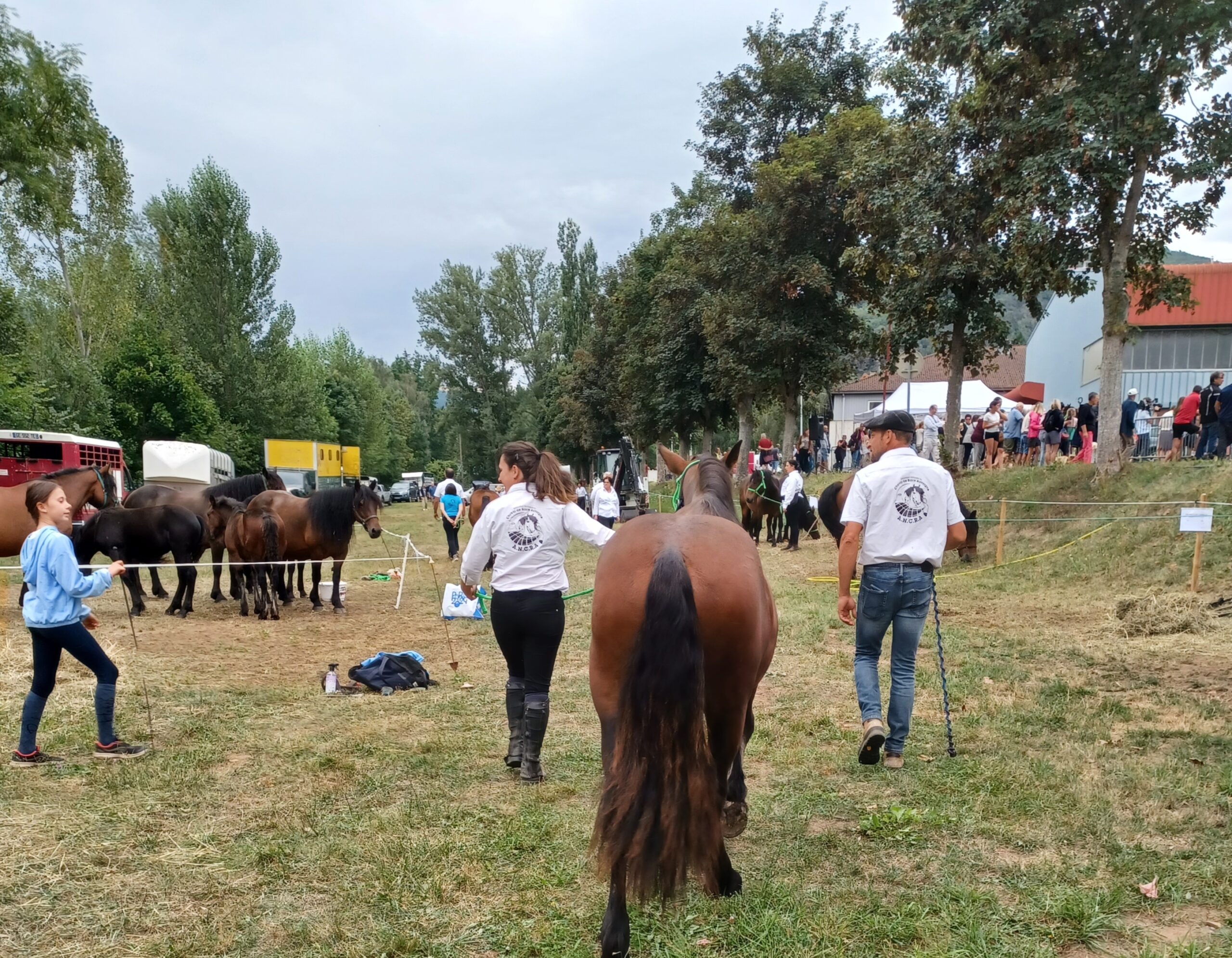 Régional de race ANCRA à Massiac 2024