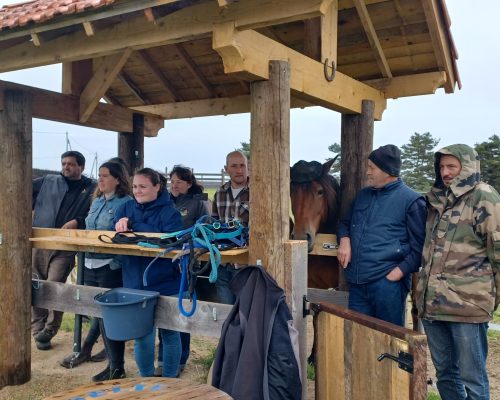 Formation à la préparation de concours d’élevage