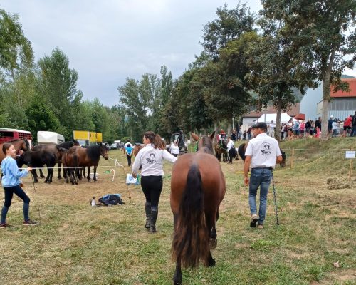 Régional de race ANCRA à Massiac 2024