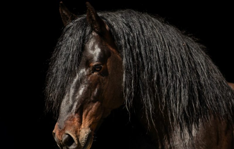 étalon Auvergne Ecir 10 ans - 2024